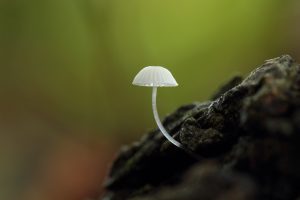 macro, Mushroom