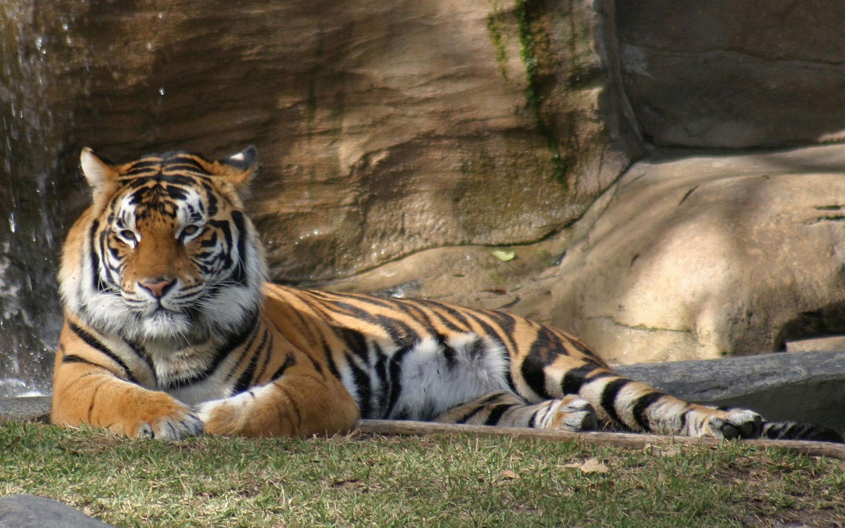 tiger Wallpaper