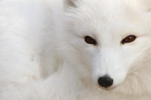 white, Wolf