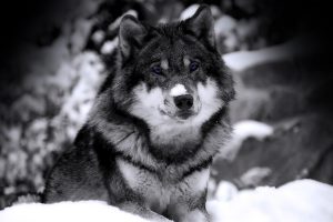 wolf, Selective coloring