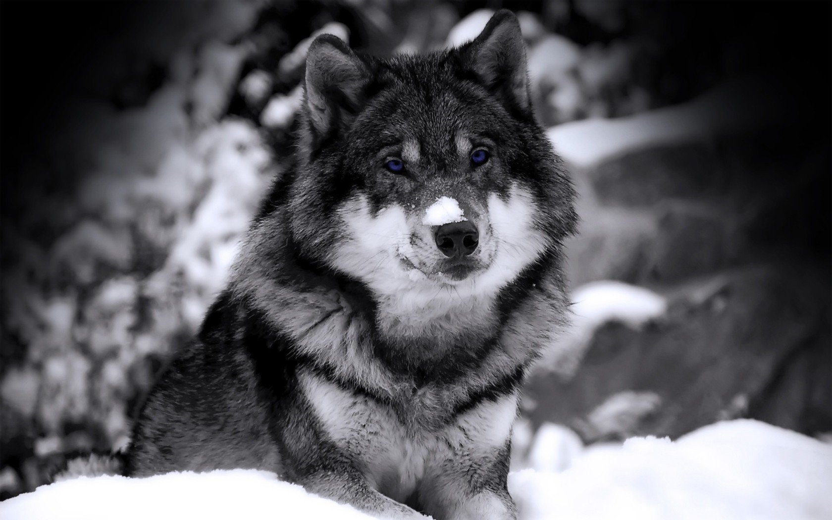 wolf, Selective coloring Wallpaper