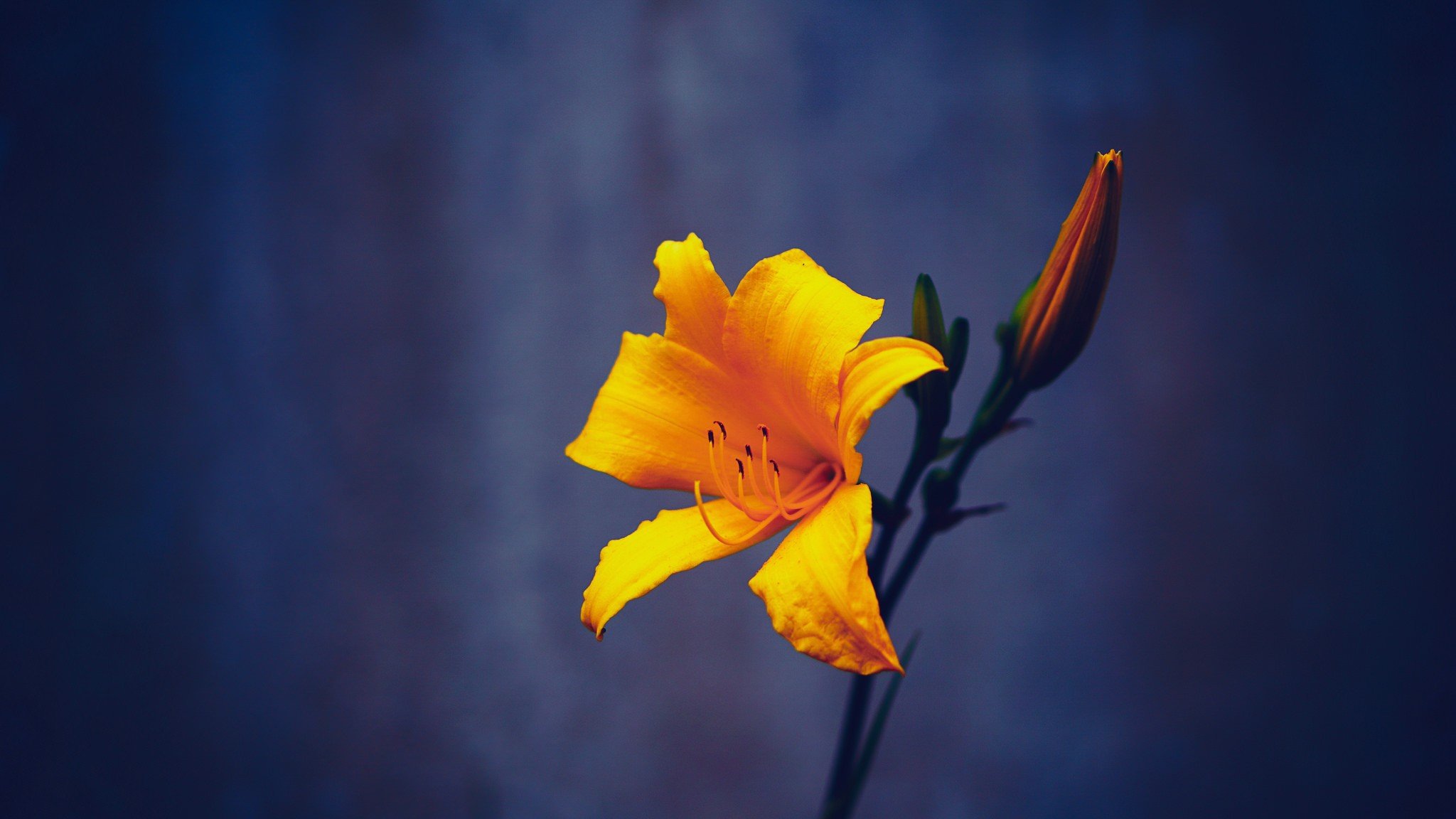 Blossom Wallpaper