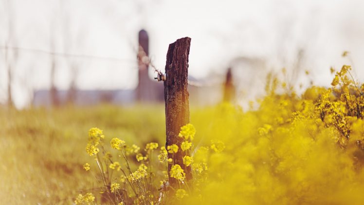 Blossom HD Wallpaper Desktop Background