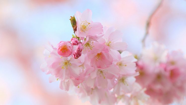Blossom HD Wallpaper Desktop Background