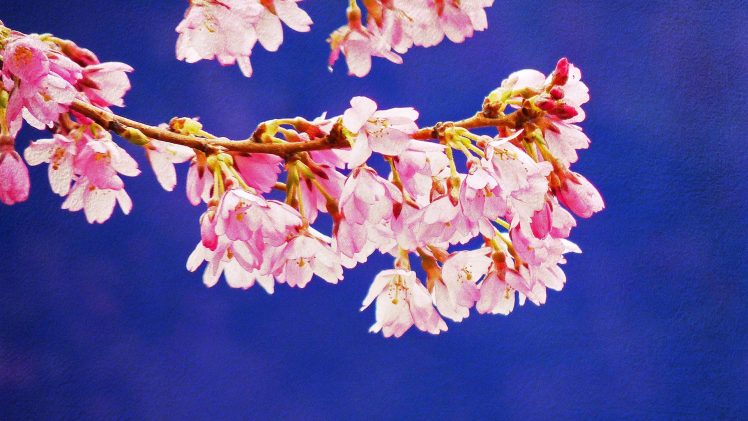 Blossom HD Wallpaper Desktop Background
