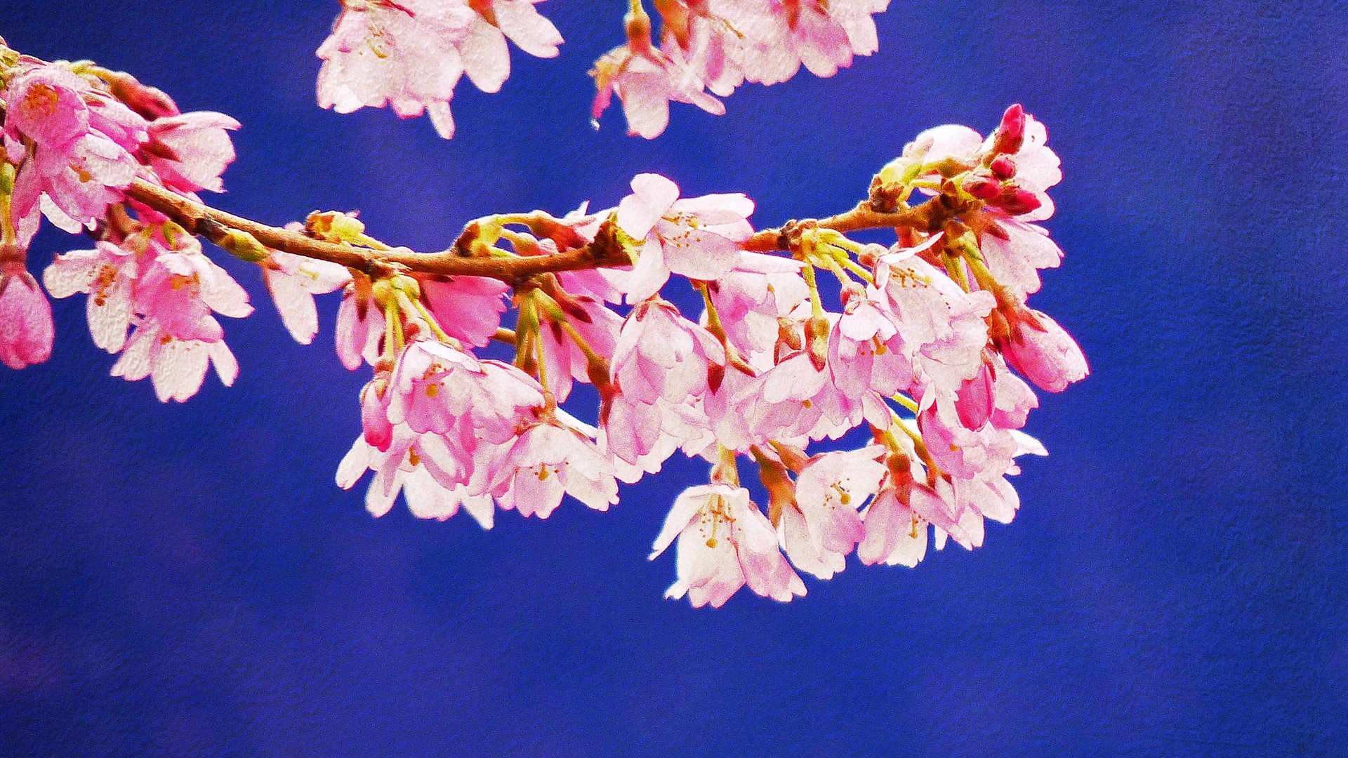 Blossom Wallpaper