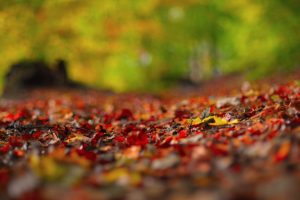 macro, Fall, Leaves