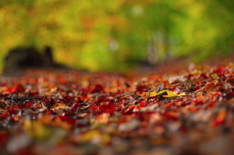 macro, Fall, Leaves HD Wallpaper Desktop Background