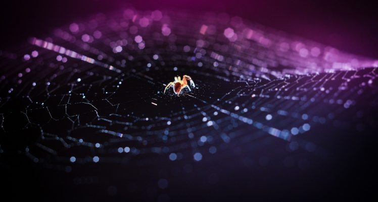 spider, Macro HD Wallpaper Desktop Background