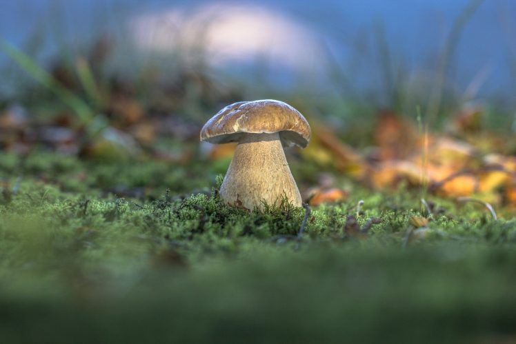 macro, Mushroom HD Wallpaper Desktop Background