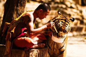 tiger, Depth of field, Tattoo, Sitting, Eating, China