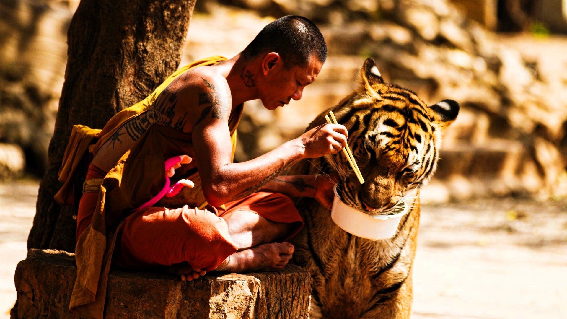 tiger, Depth of field, Tattoo, Sitting, Eating, China Wallpaper