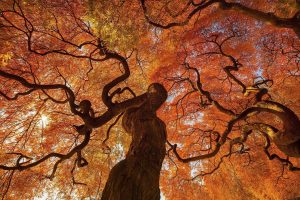 fall, Trees, Leaves