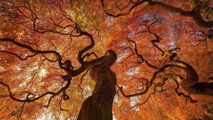 fall, Trees, Leaves HD Wallpaper Desktop Background