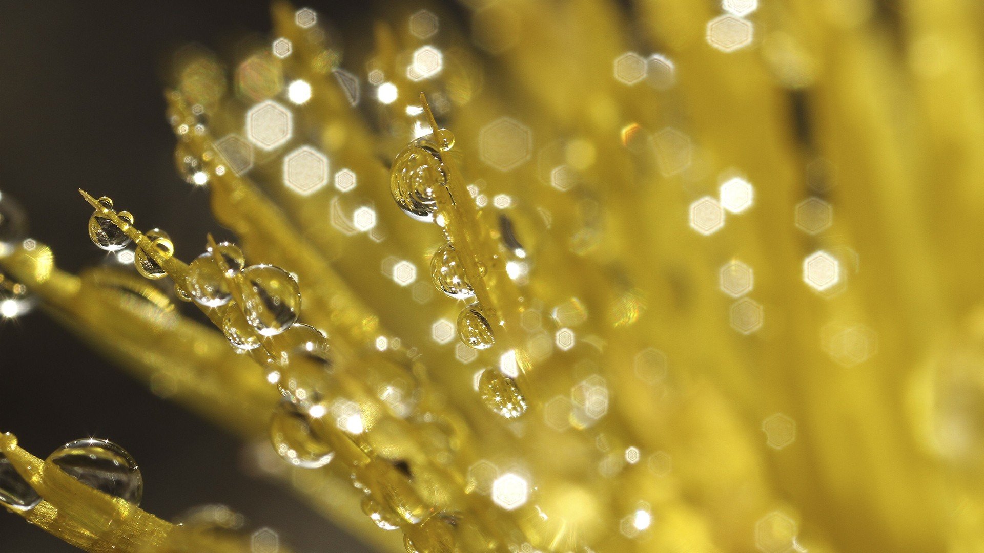 dew Wallpaper