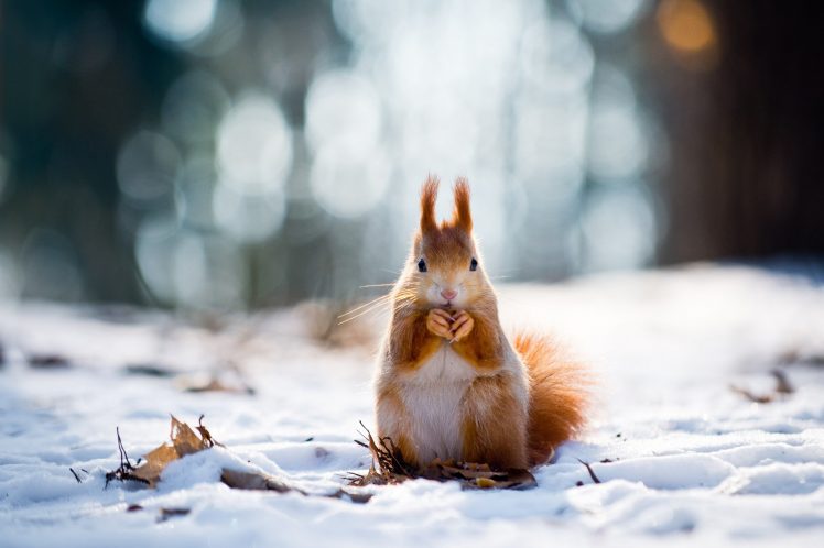 snow, Squirrel HD Wallpaper Desktop Background