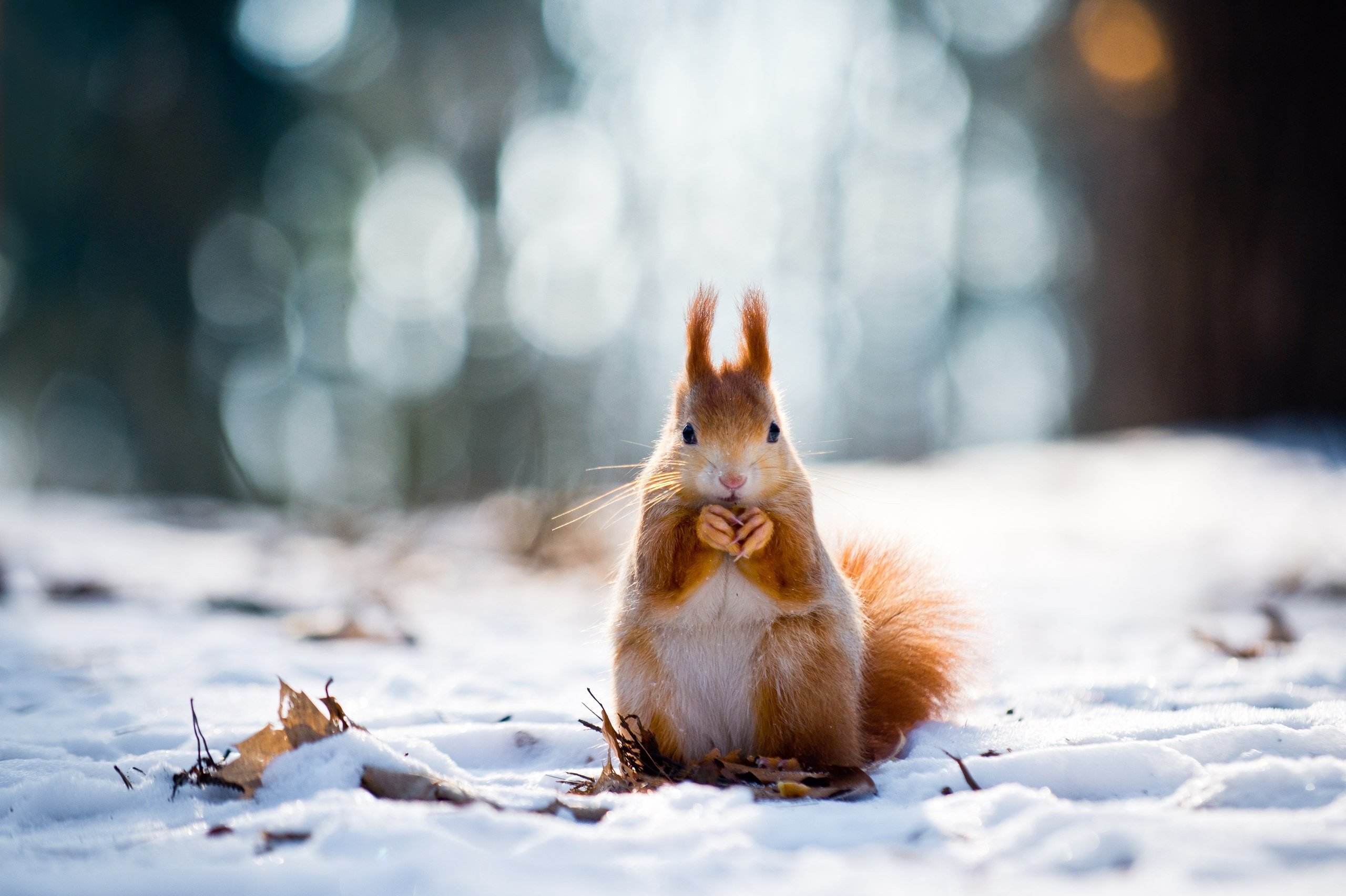 snow, Squirrel Wallpaper