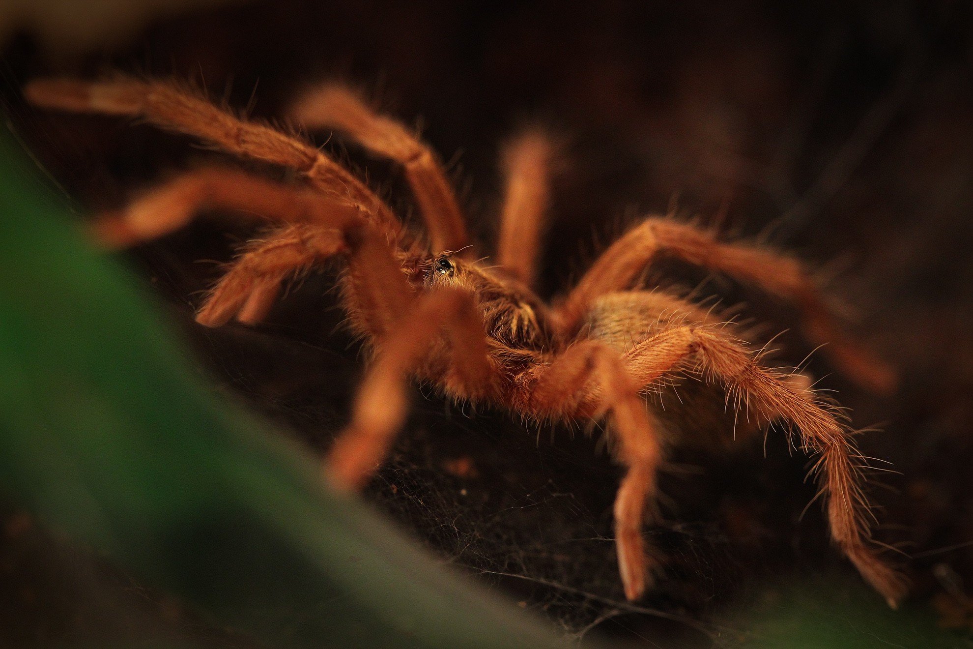 290910-macro-spider-tarantula.jpg 290910-macro-spider-tarantula.jpg