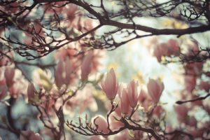 magnolia, Blossoms