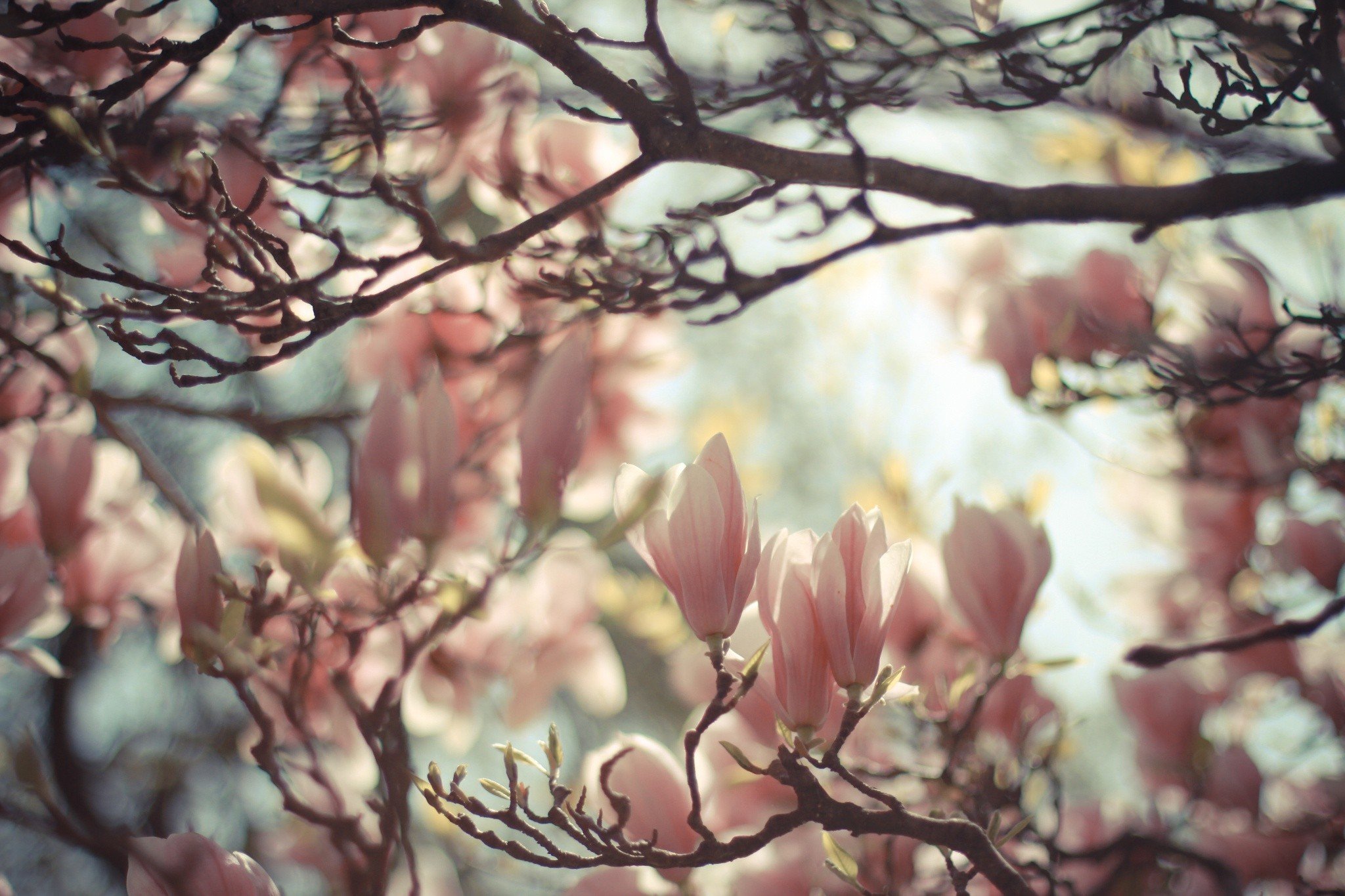 magnolia, Blossoms Wallpaper