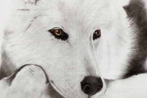 wolf, White, Drawing
