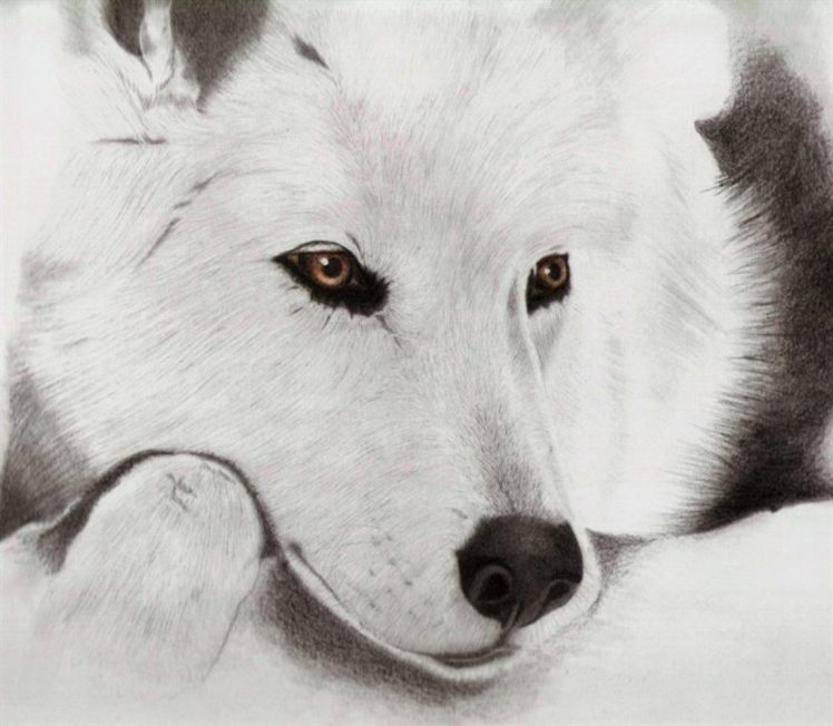 wolf, White, Drawing HD Wallpaper Desktop Background