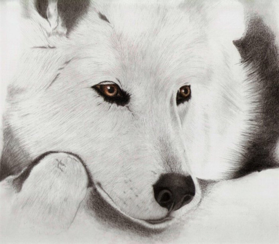 wolf, White, Drawing Wallpaper