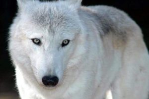 wolf, White