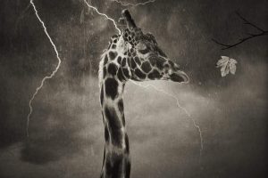 giraffes, Thunder, Monochrome, Storm