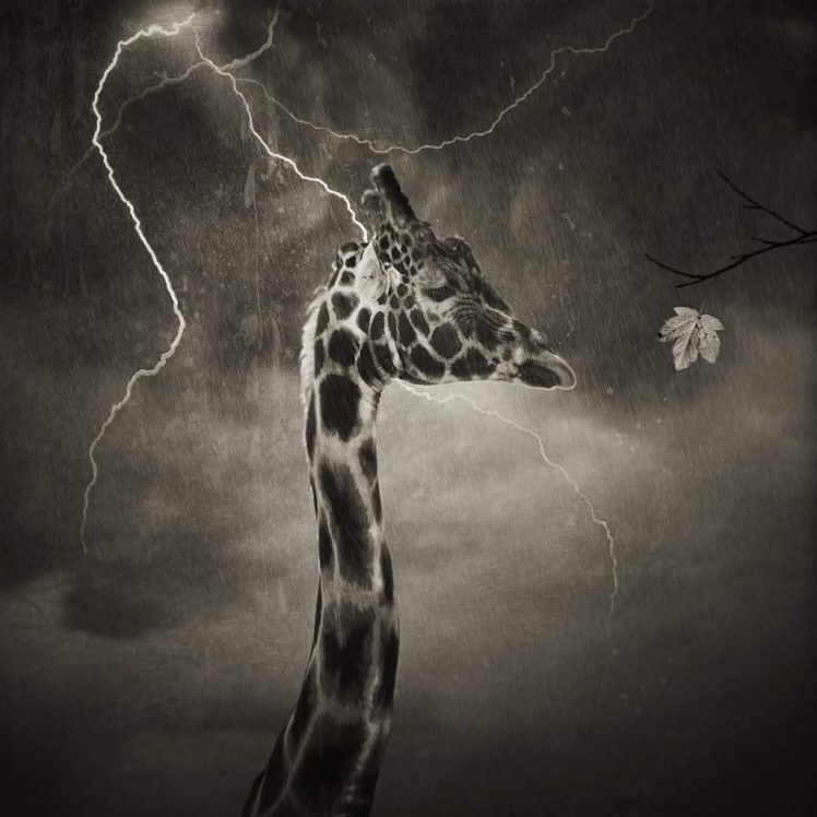 giraffes, Thunder, Monochrome, Storm HD Wallpaper Desktop Background