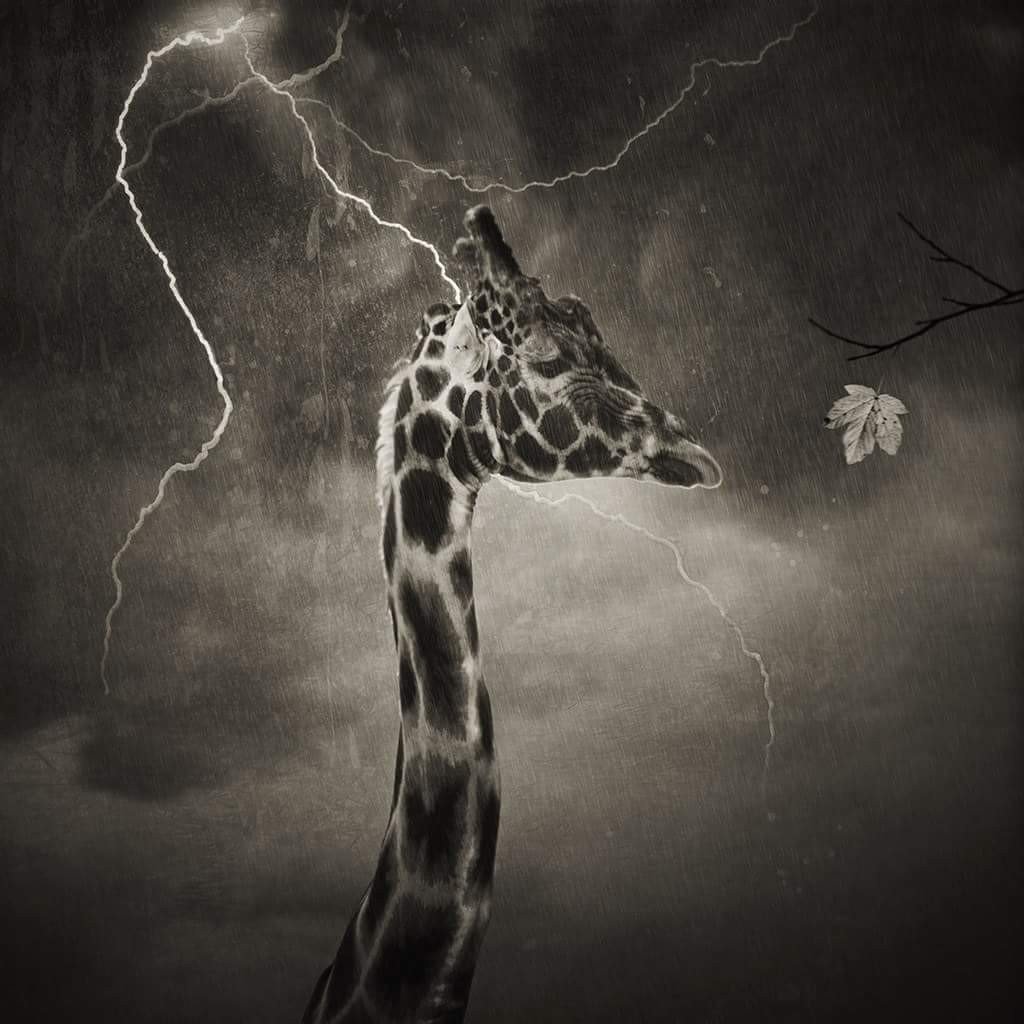 giraffes, Thunder, Monochrome, Storm Wallpaper