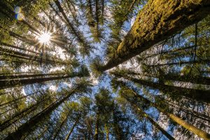 trees, Washington state, Moulton Falls