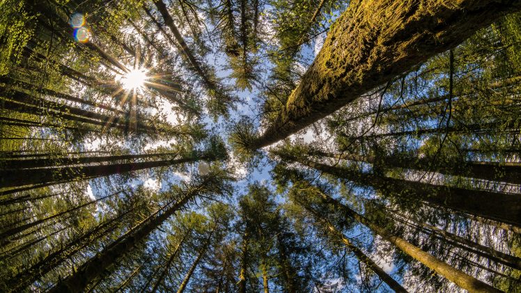 trees, Washington state, Moulton Falls HD Wallpaper Desktop Background