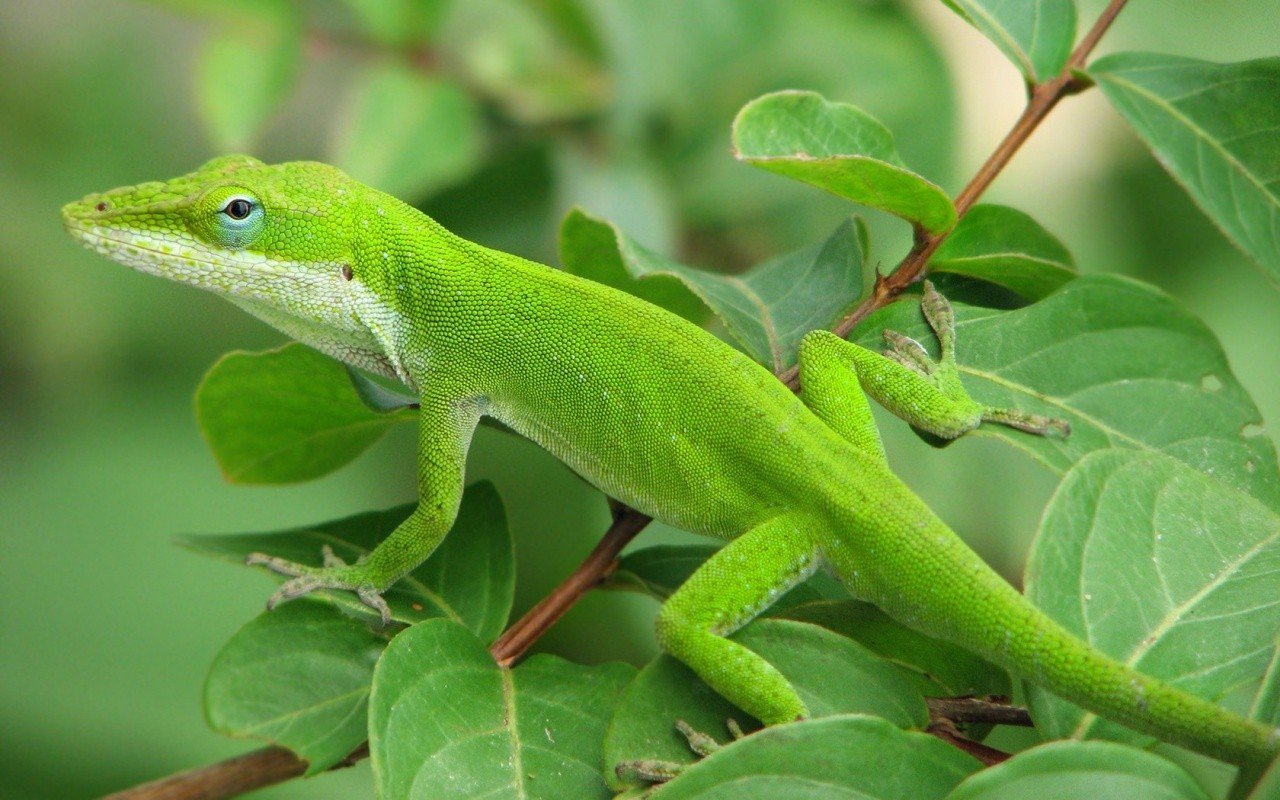 trees, Green, Gex, Lizards Wallpapers HD / Desktop and Mobile Backgrounds