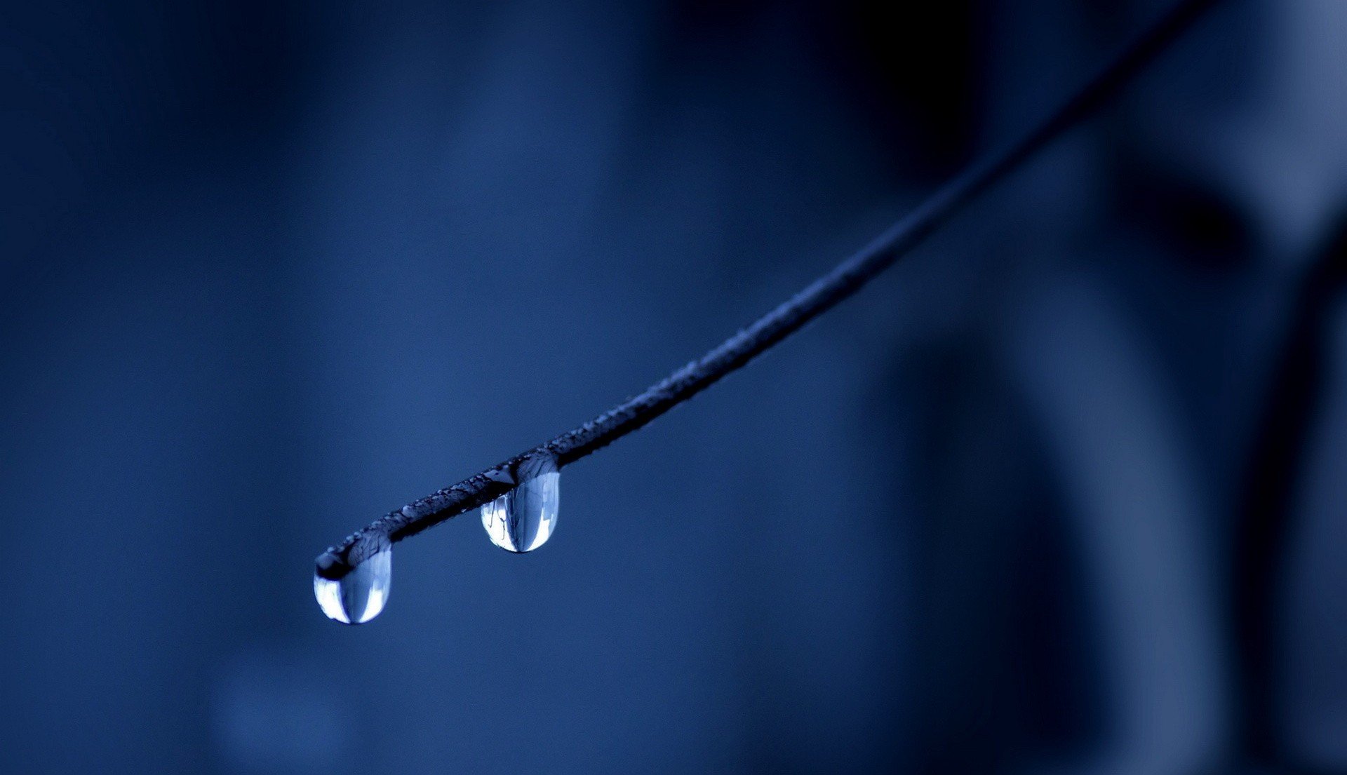 macro, Water drops Wallpaper