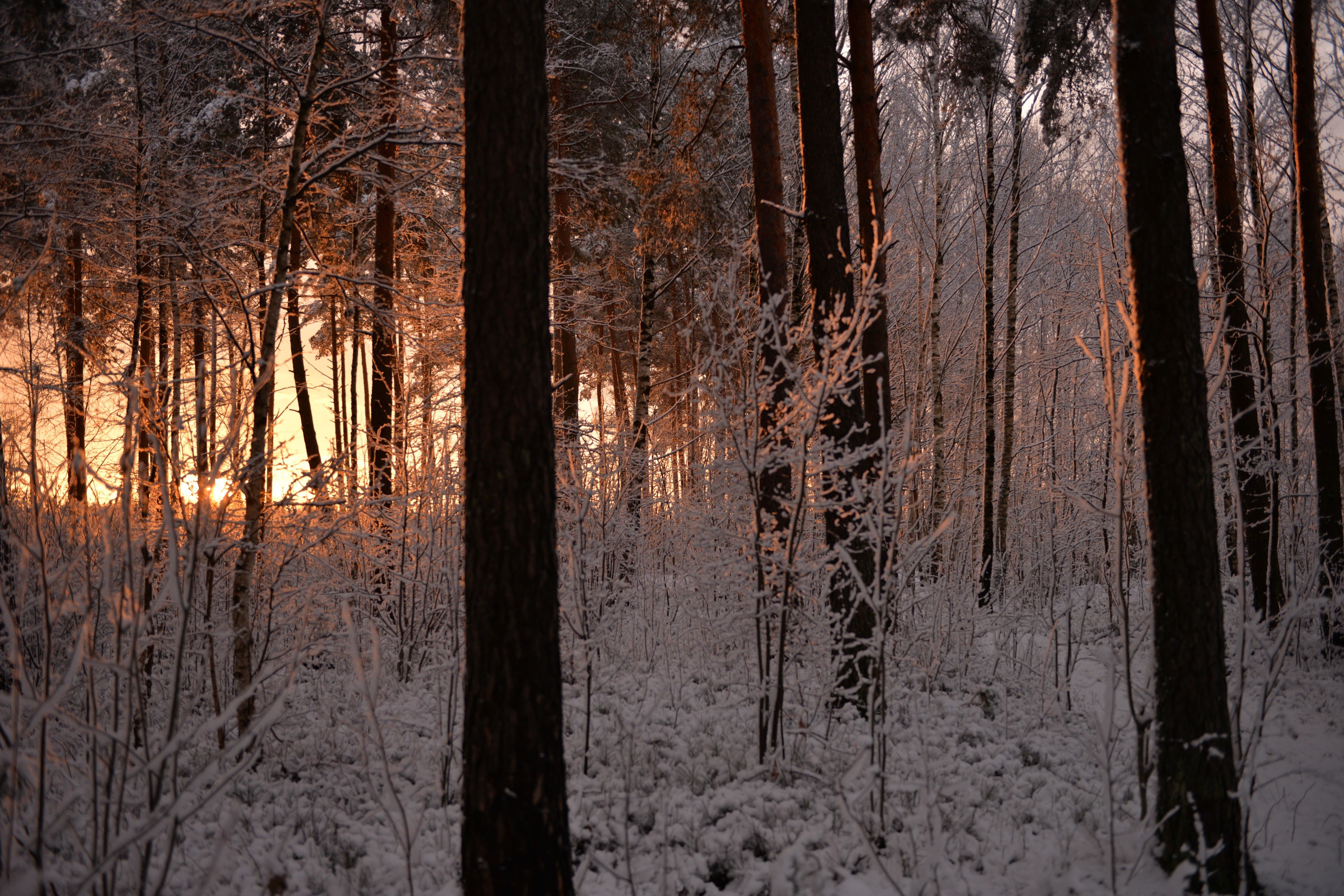 snow, Trees Wallpaper
