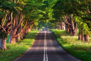 road, Trees