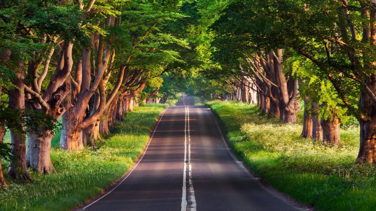road, Trees HD Wallpaper Desktop Background