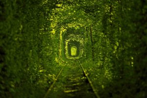 tunnel, Leaves