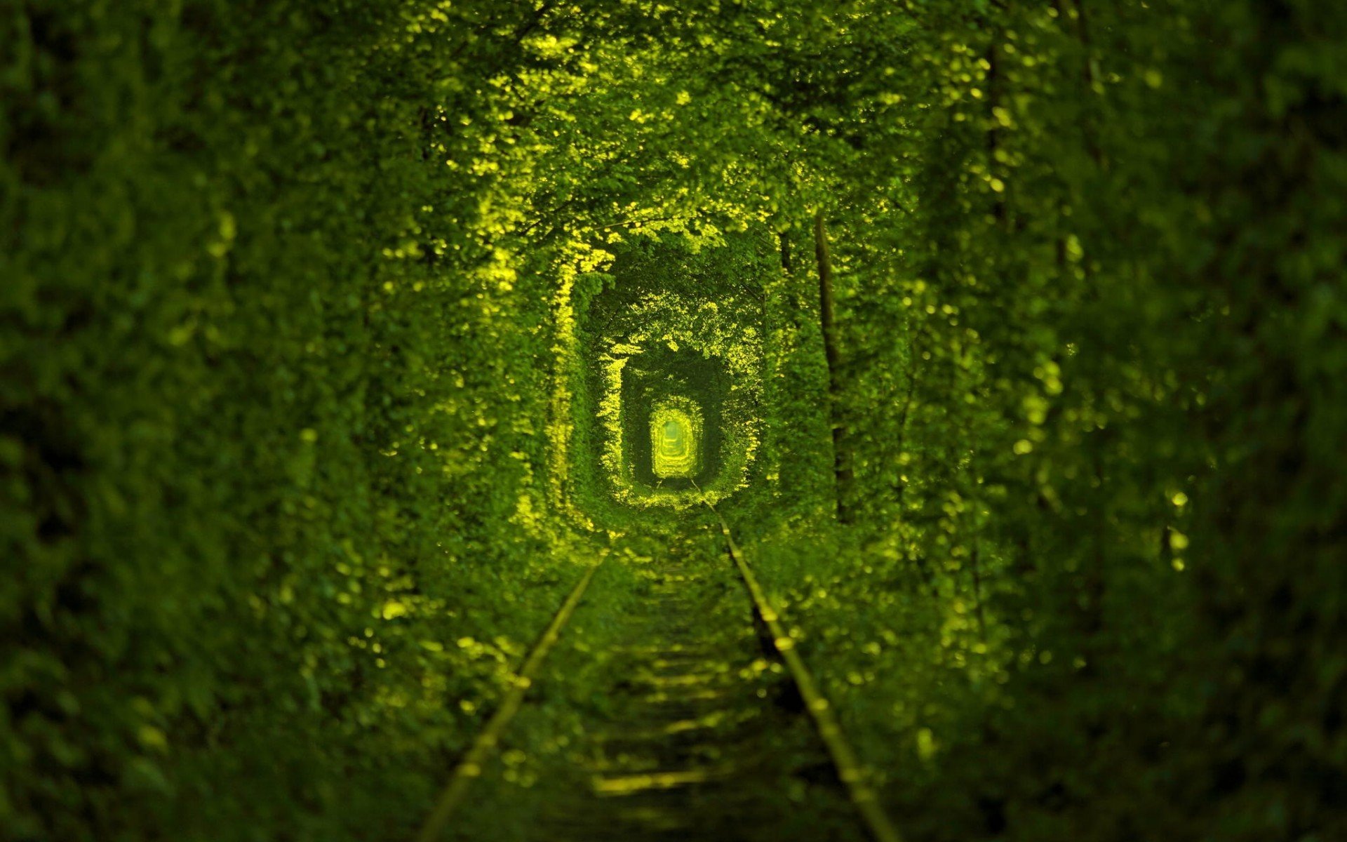 tunnel, Leaves Wallpaper