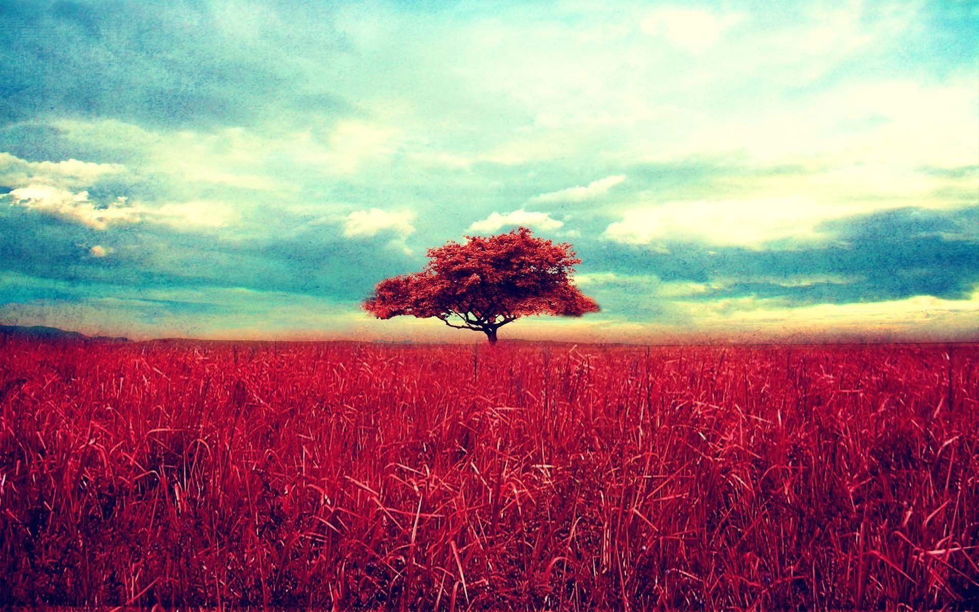trees Wallpaper