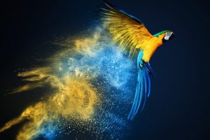 photo manipulation, Parrot, Yellow, Blue, Smoke