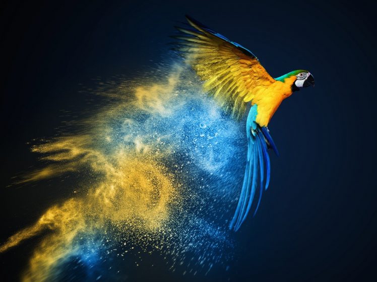 photo manipulation, Parrot, Yellow, Blue, Smoke HD Wallpaper Desktop Background