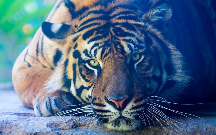 tiger, Green eyes HD Wallpaper Desktop Background