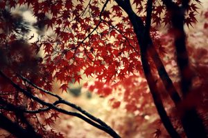trees, Maple leaves, Leaves