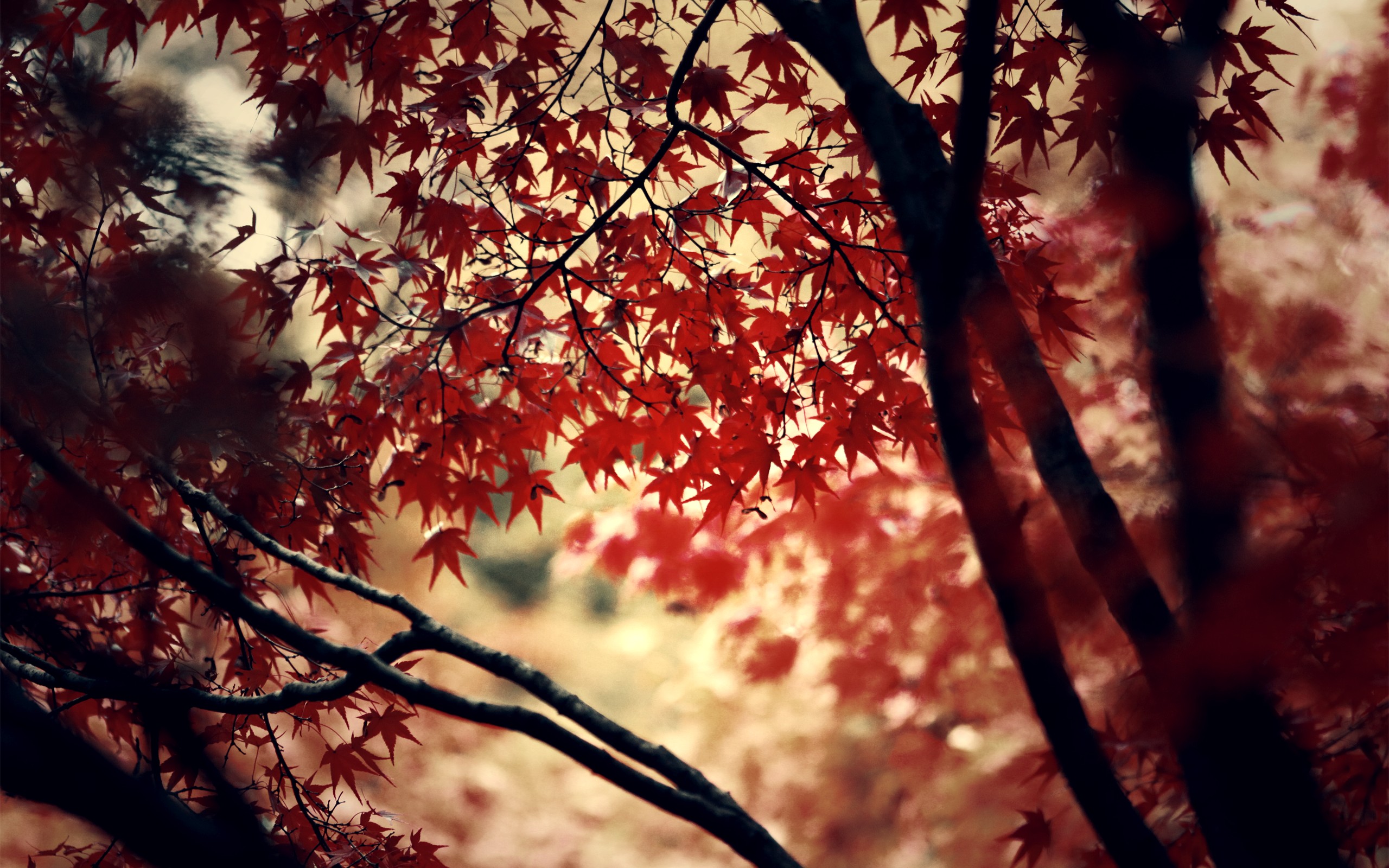 trees, Maple leaves, Leaves Wallpaper
