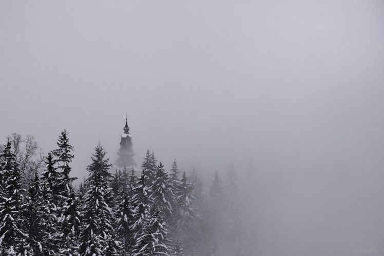 snow, Pine trees HD Wallpaper Desktop Background