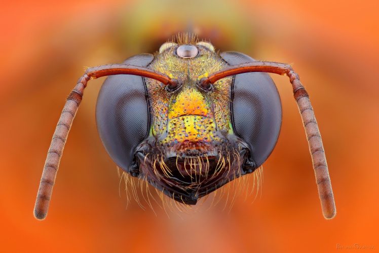 bees, Closeup HD Wallpaper Desktop Background