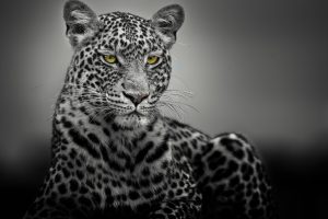 leopard, Selective coloring