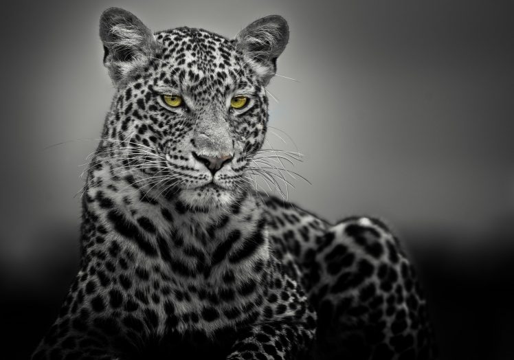 leopard, Selective coloring HD Wallpaper Desktop Background